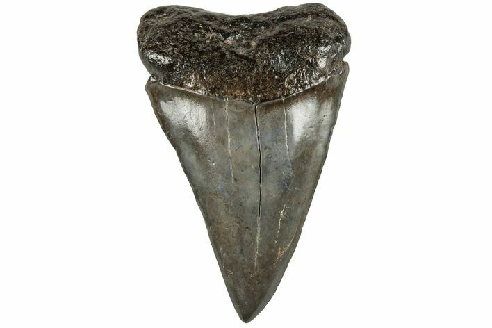2.2" Fossil Broad-Toothed "Mako" Tooth - South Carolina